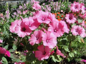 Rattanmöbel günstig mit Blumen