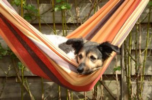 hund in hängematte in garten